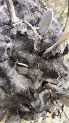 Crematogaster peringueyi