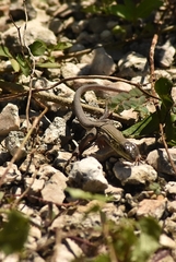 Aspidoscelis cozumela