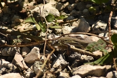 Aspidoscelis cozumela