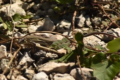 Aspidoscelis cozumela