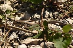 Aspidoscelis cozumela