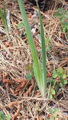 Iris verna