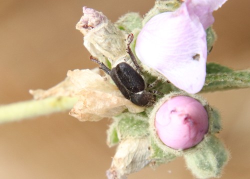 Grapevine Hoplia photo 2