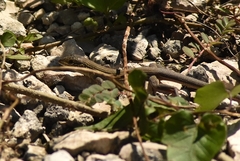 Aspidoscelis cozumela