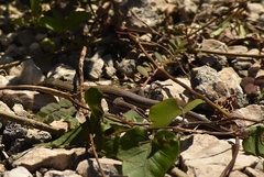 Aspidoscelis cozumela