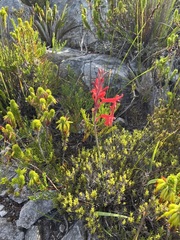 Tritoniopsis pulchra