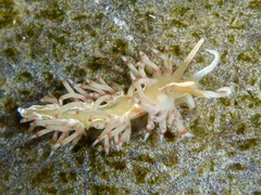 Coryphella verta