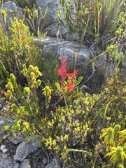 Tritoniopsis pulchra