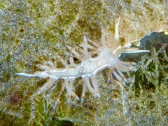 Coryphella verta