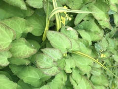 Epimedium × versicolor