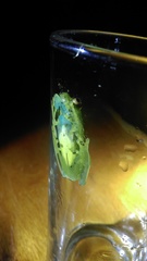 Boana cinerascens