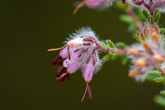 Erica eriocephala