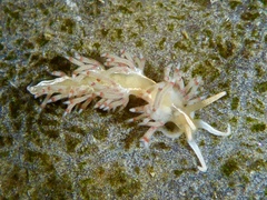 Coryphella verta