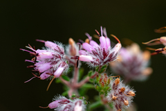 Erica eriocephala