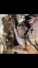 Craugastor yucatanensis