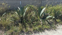 Agave cordillerensis