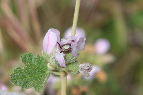 Grapevine Hoplia photo 5
