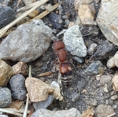 Pseudomethoca frigida