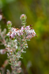 Erica eriocephala