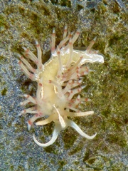Coryphella verta