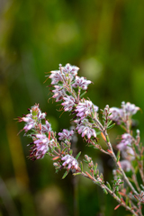 Erica eriocephala