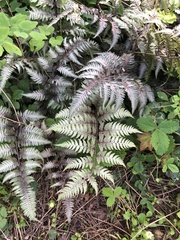 Anisocampium niponicum