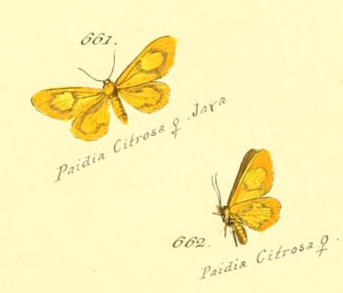Oncopus citrosa