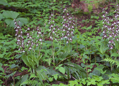 Calanthe discolor