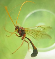 Eremotylus marginatus