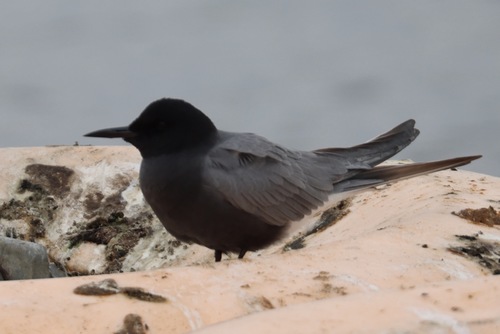 Fumarel común (Chlidonias niger)