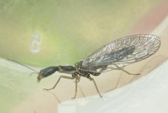 Subilla confinis
