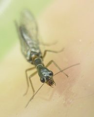 Subilla confinis