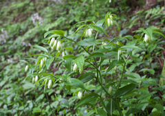 Disporum sessile