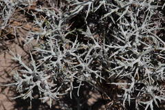Centaurea spinosa