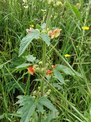 Scrophularia grandiflora