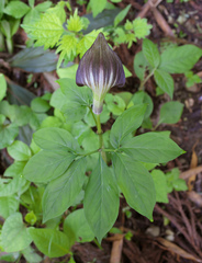 Arisaema serratum