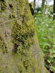 Cryphaea heteromalla