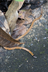 Calliophis maculiceps