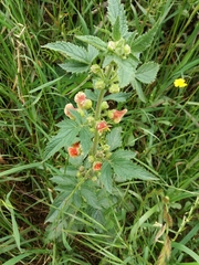 Scrophularia grandiflora