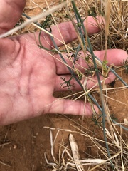 Ibervillea tenuisecta