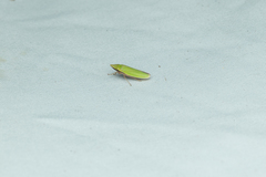 Draeculacephala constricta