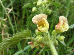 Scrophularia grandiflora
