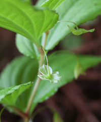 Croomia heterosepala