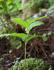 Croomia heterosepala