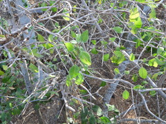 Erythroxylum mexicanum