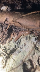 Brachypodella speluncae