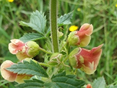 Scrophularia grandiflora