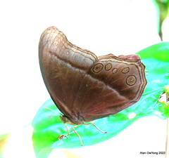 Coelites epiminthia