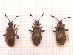 Strobilotoma typhaecornis