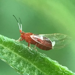 Bactericera antennata